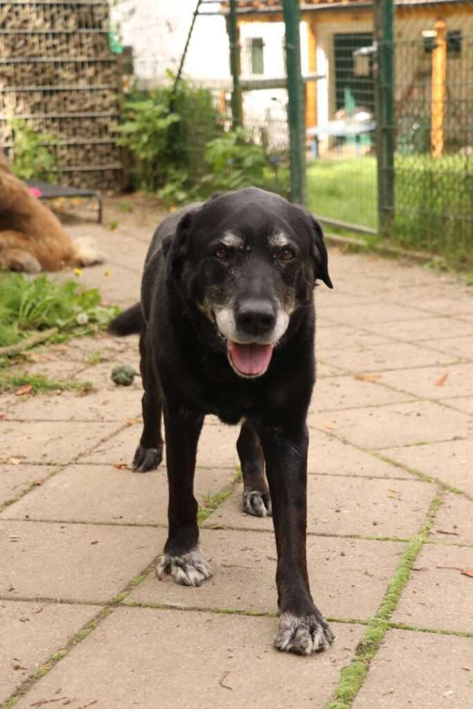 Hund Vinn Zuhause gesucht Tierheim Hoffnung für Tiere