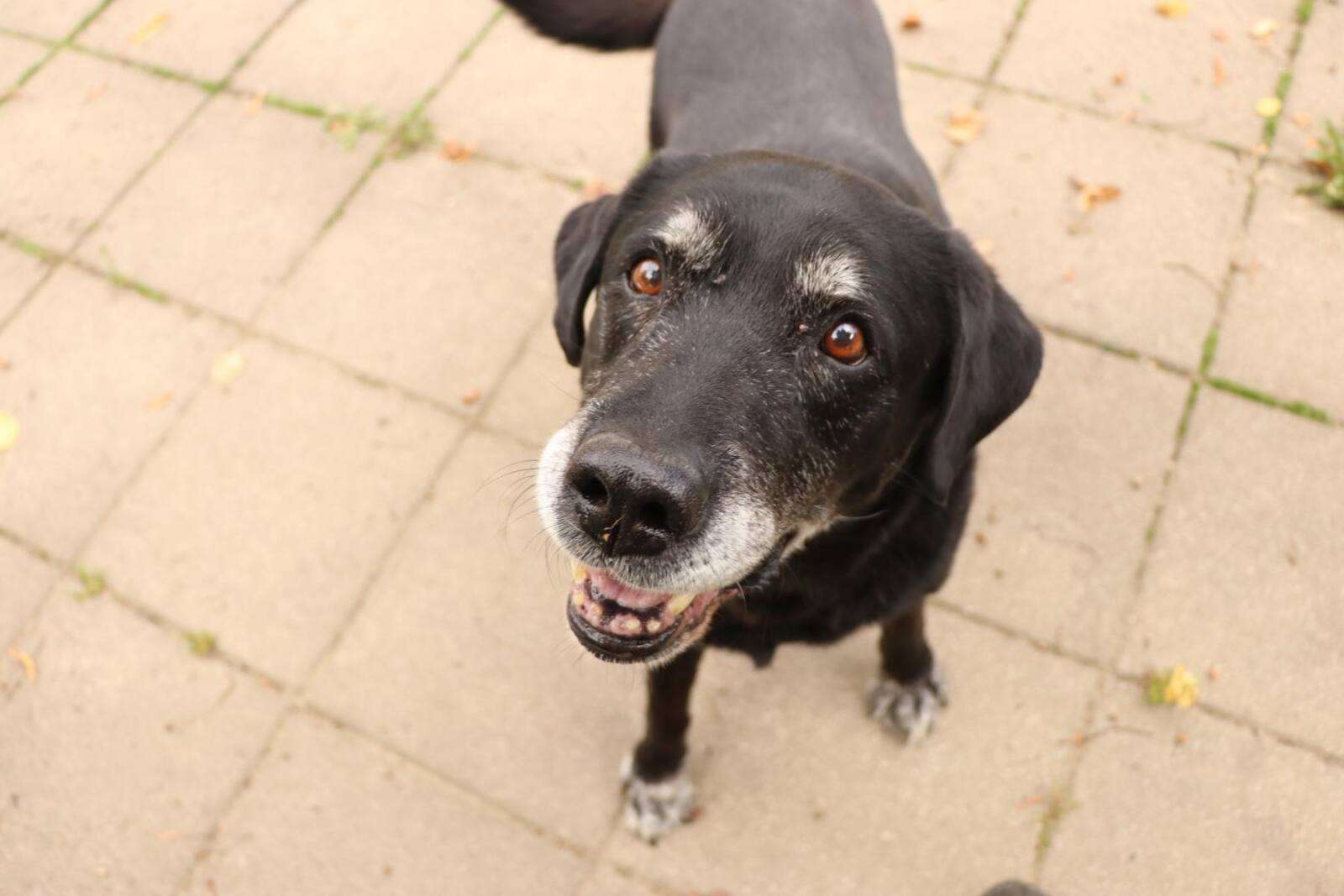 Hund Vinn Zuhause gesucht Tierheim Hoffnung für Tiere