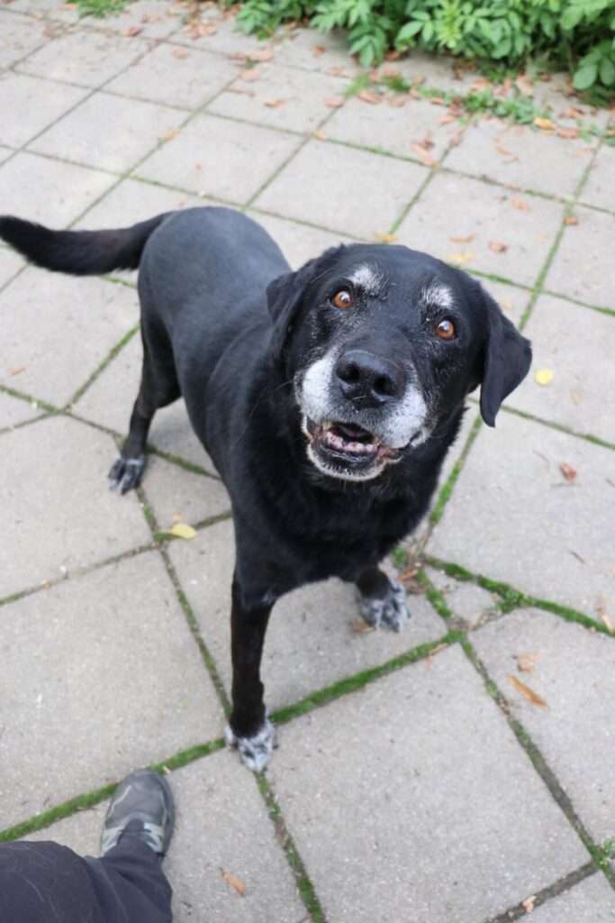 Hund Vinn Zuhause gesucht Tierheim Hoffnung für Tiere