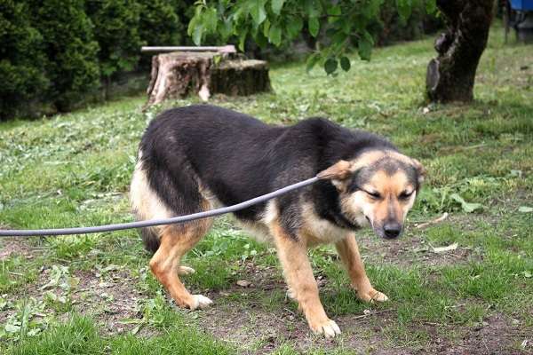 Aufnahmepatenschaft Hund Polen