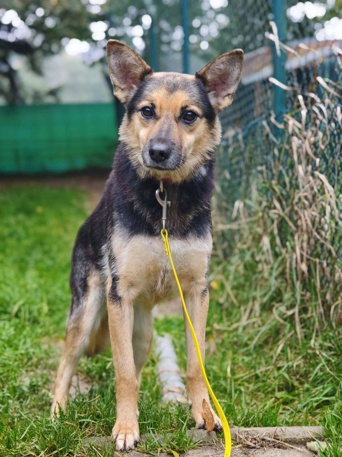 Camelia Hund Zuhause gesucht Tierheim Hoffnung für Tiere