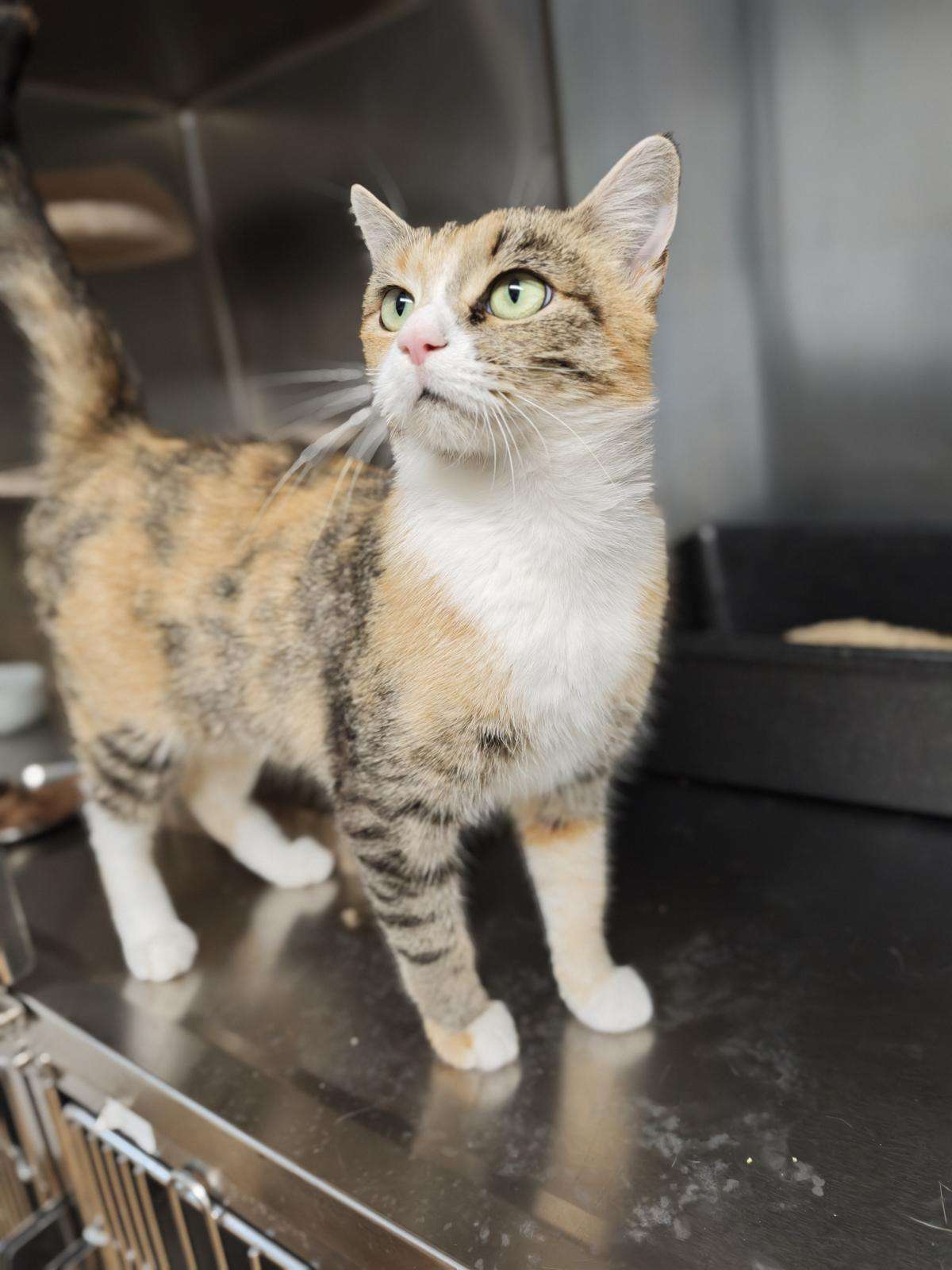Doris_120_26 (1) Katze Doris Zuhause gesucht Tierheim Hoffnung für Tiere