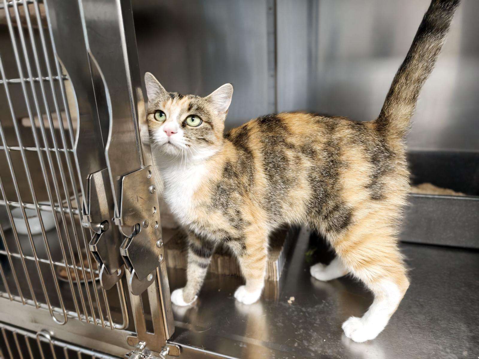 Doris_120_26 (4) Katze Doris Zuhause gesucht Tierheim Hoffnung für Tiere