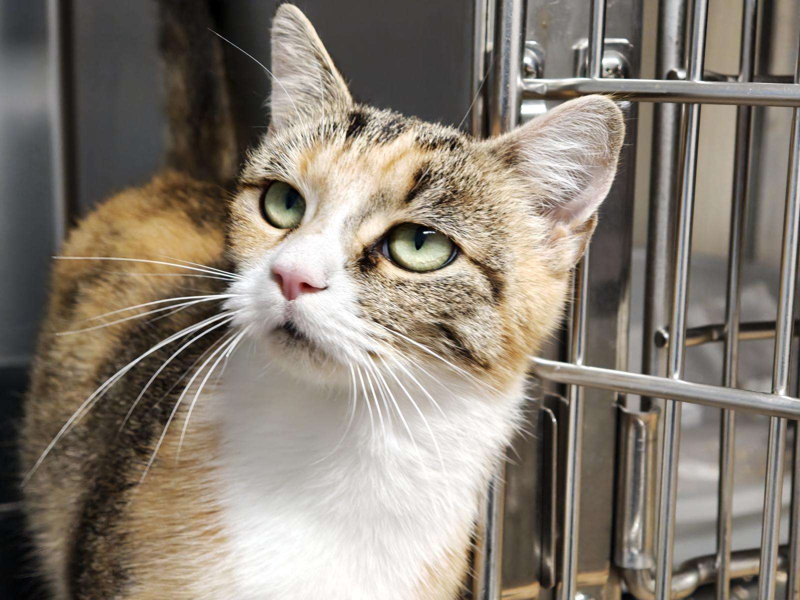 Doris_120_26 (8) Katze Doris Zuhause gesucht Tierheim Hoffnung für Tiere