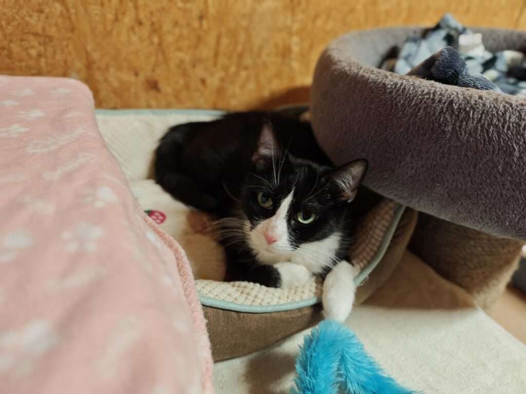 Katze Frau Friedel Zuhause gesucht Tierheim Hoffnung für Tiere