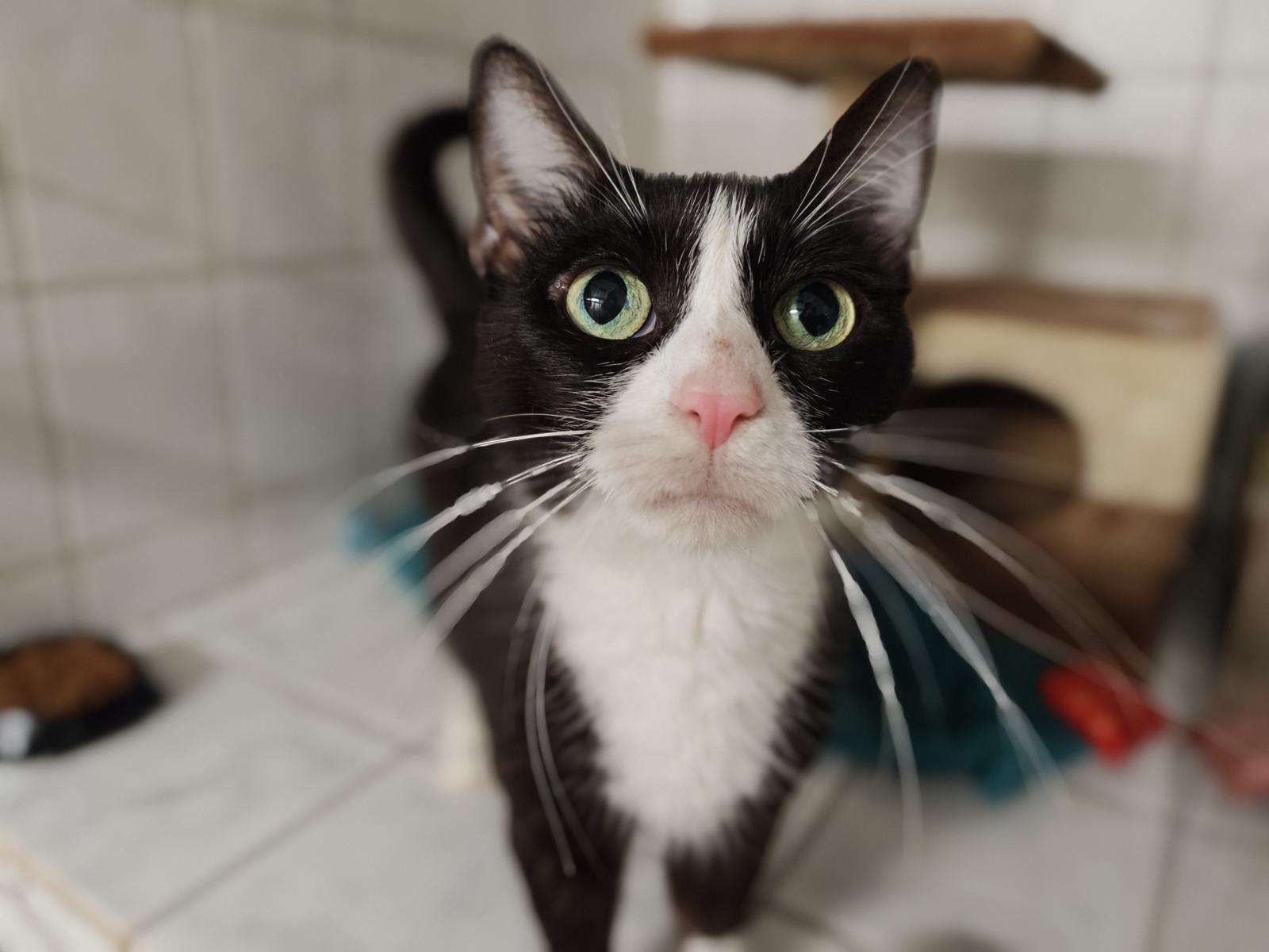 Katze Frau Friedel Zuhause gesucht Tierheim Hoffnung für Tiere