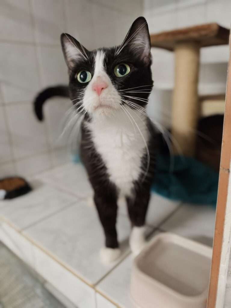 Katze Frau Friedel Zuhause gesucht Tierheim Hoffnung für Tiere