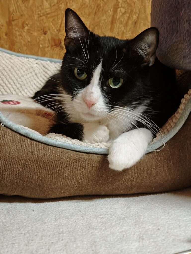 Katze Frau Friedel Zuhause gesucht Tierheim Hoffnung für Tiere