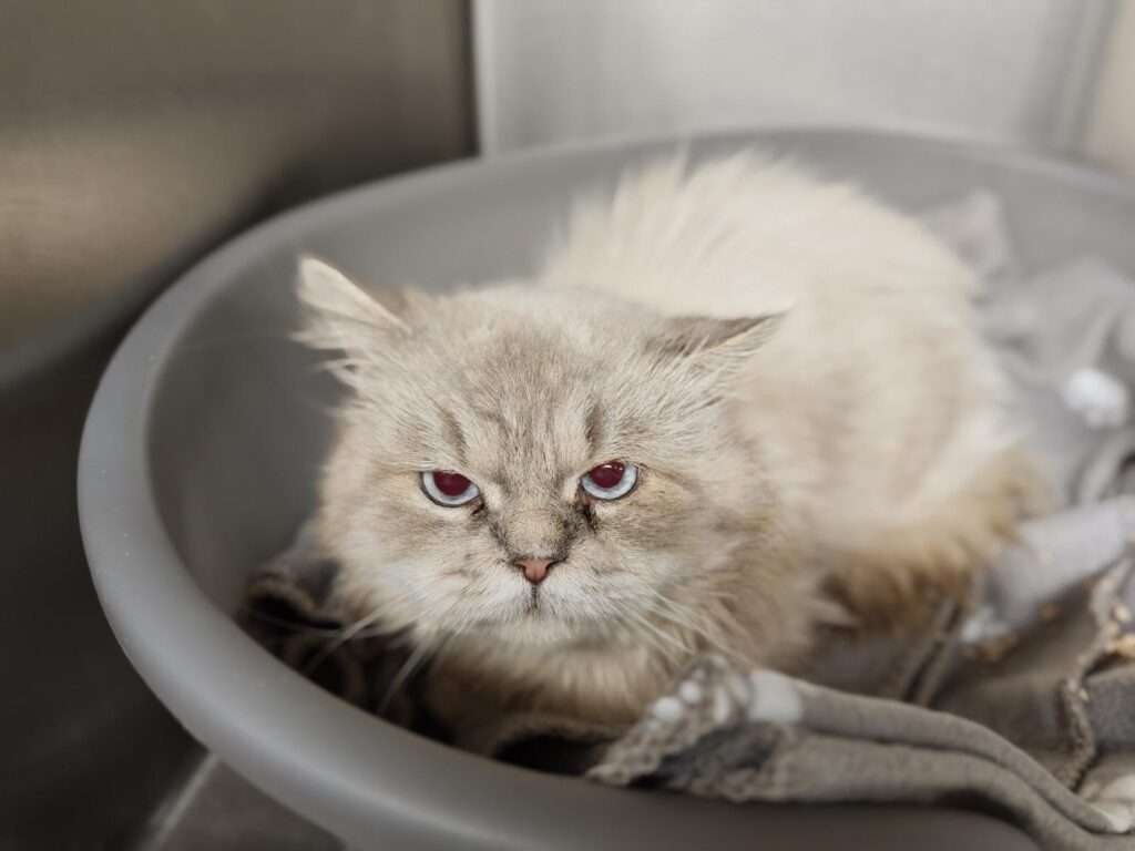 Katze Fritzi Zuhause gesucht Tierheim Hoffnung für Tiere