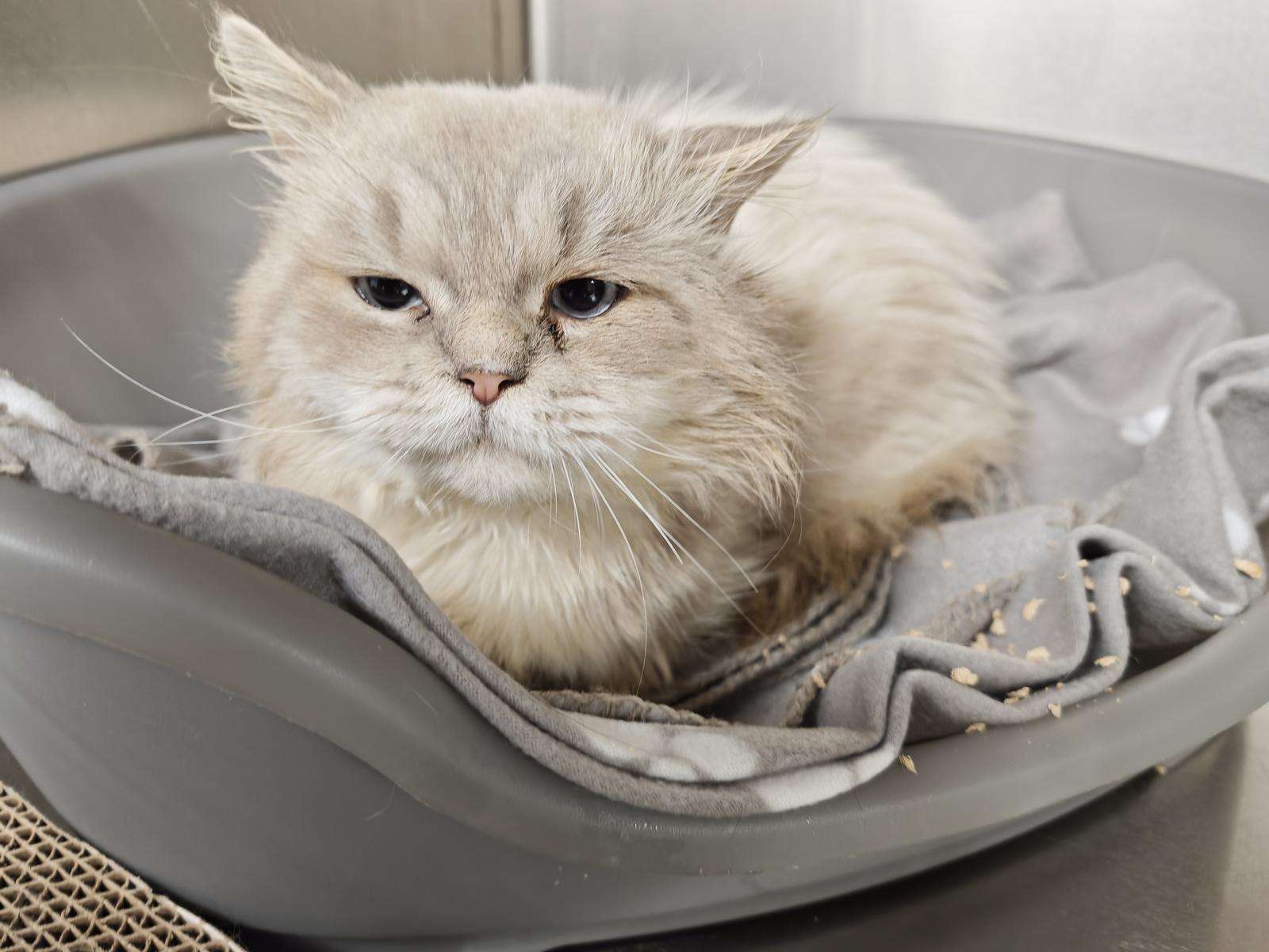 Katze Fritzi – TSV Hoffnung für Tiere e. V.