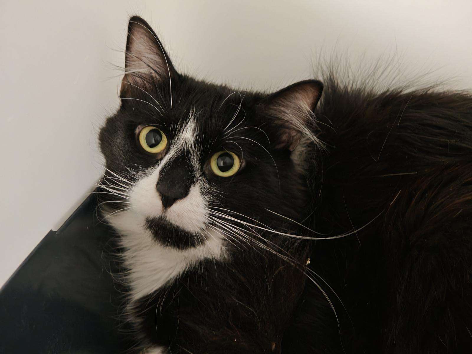 Katze Püschel Zuhause gesucht Tierheim Hoffnung für Tiere