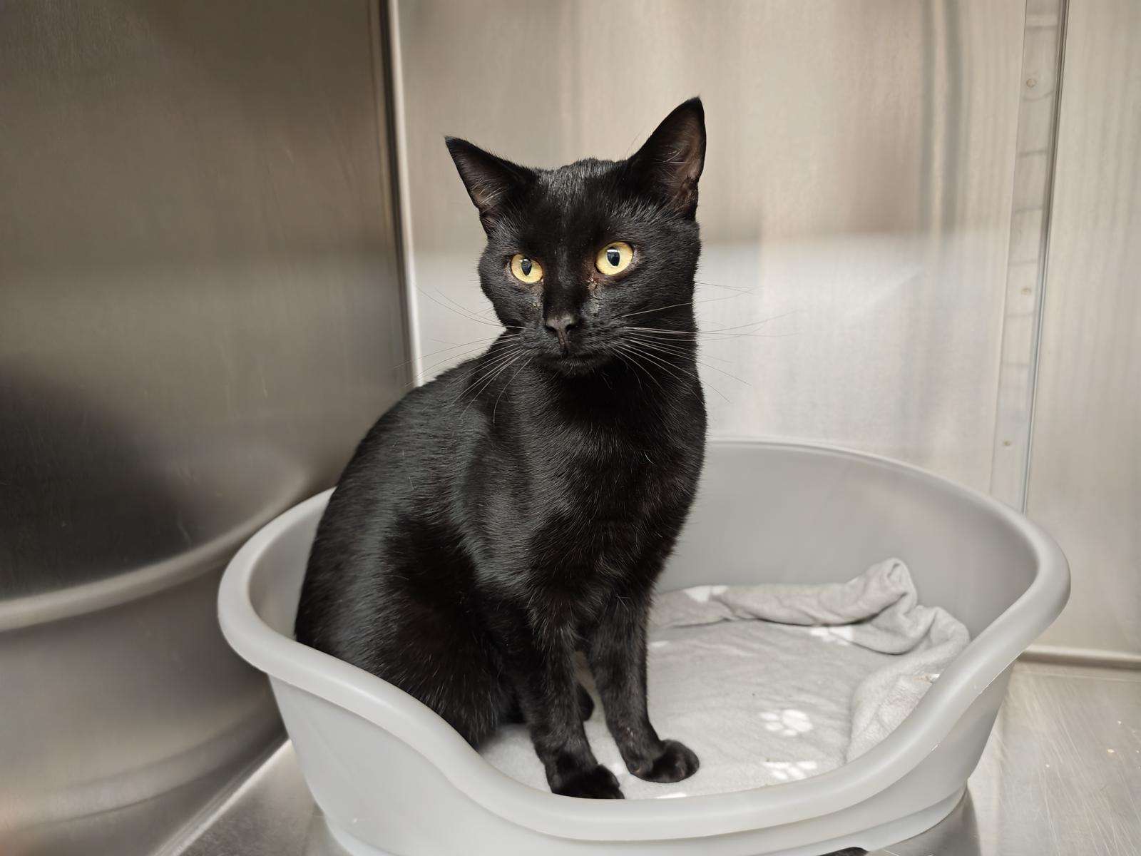 Fundkater Ohorn Tierheim Hoffnung für Tiere
