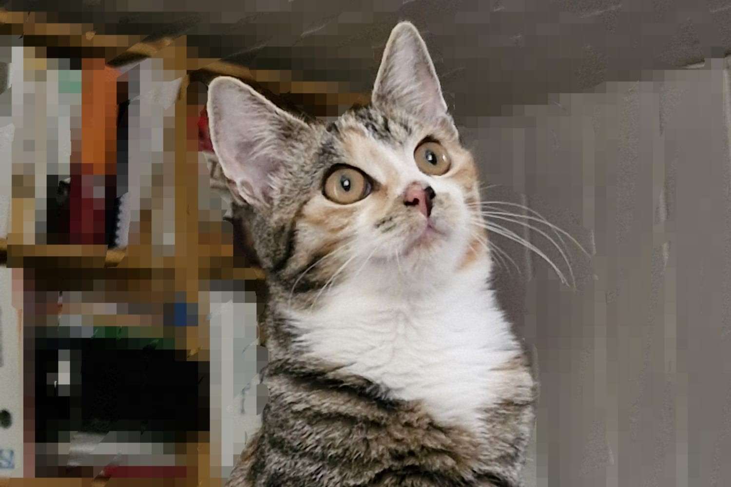Katze Inga Zuhause gesucht Tierheim Hoffnung für Tiere