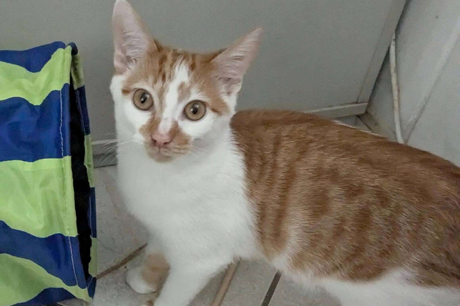 Katze Ingo Zuhause gesucht Tierheim Hoffnung für Tiere