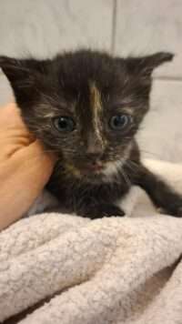 Grace – TSV Hoffnung für Tiere e. V.