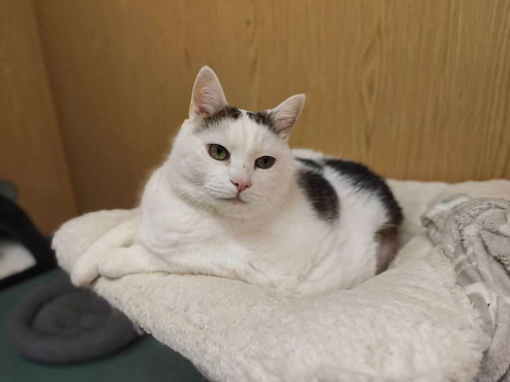 Katze Mochi Zuhause gesucht Tierheim Hoffnung für Tiere