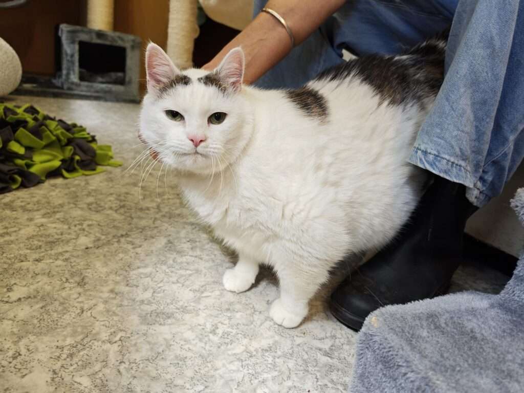 Katze Mochi Zuhause gesucht Tierheim Hoffnung für Tiere