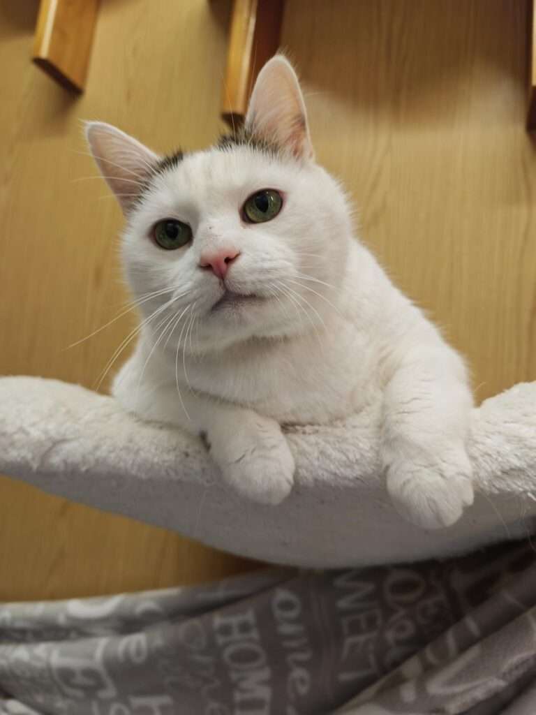 Katze Mochi Zuhause gesucht Tierheim Hoffnung für Tiere
