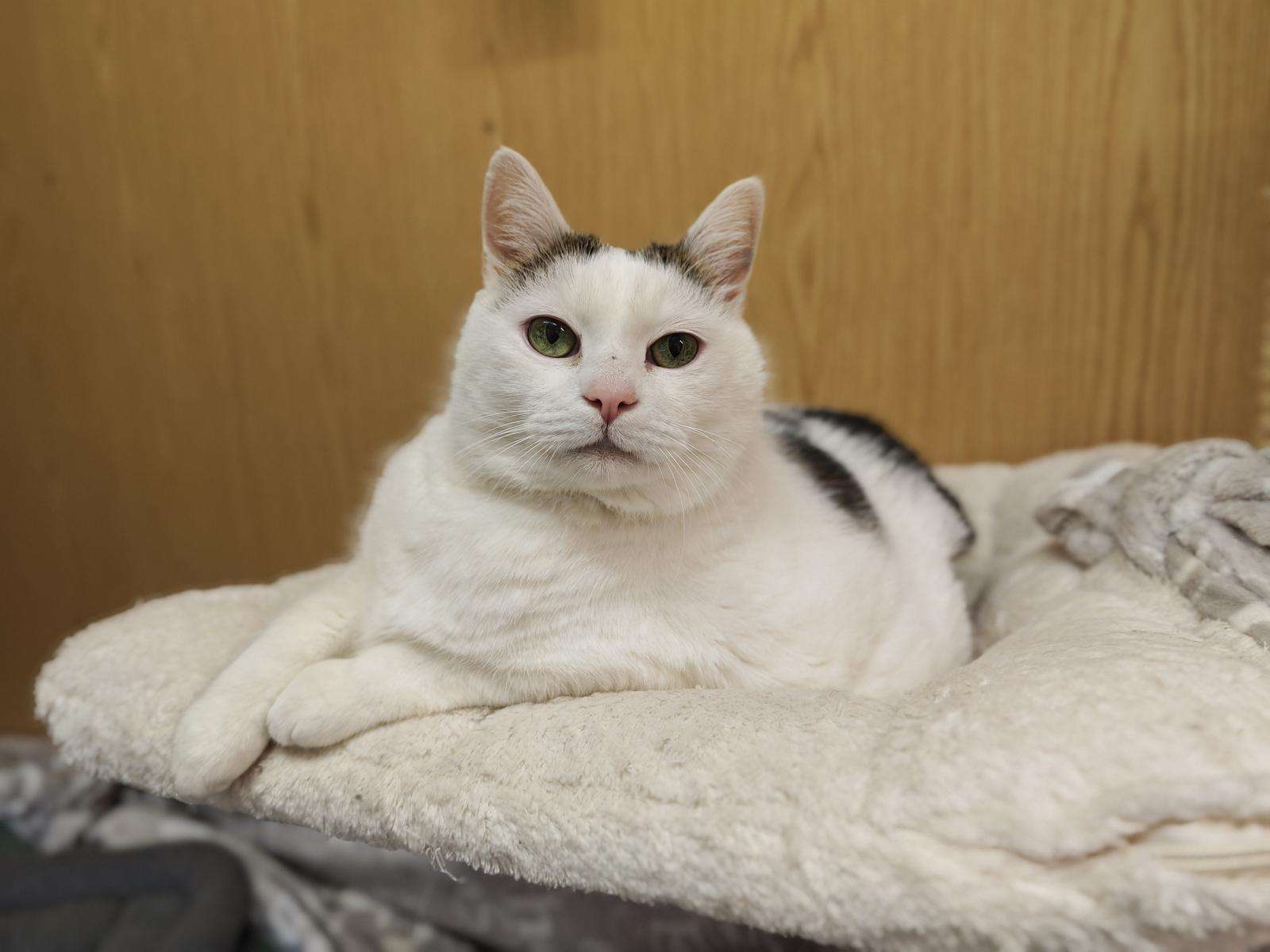 Katze Mochi Zuhause gesucht Tierheim Hoffnung für Tiere