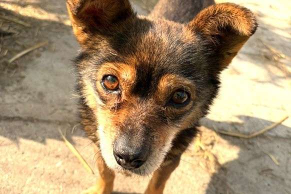Aufnahmepatenschaft Hund Polen