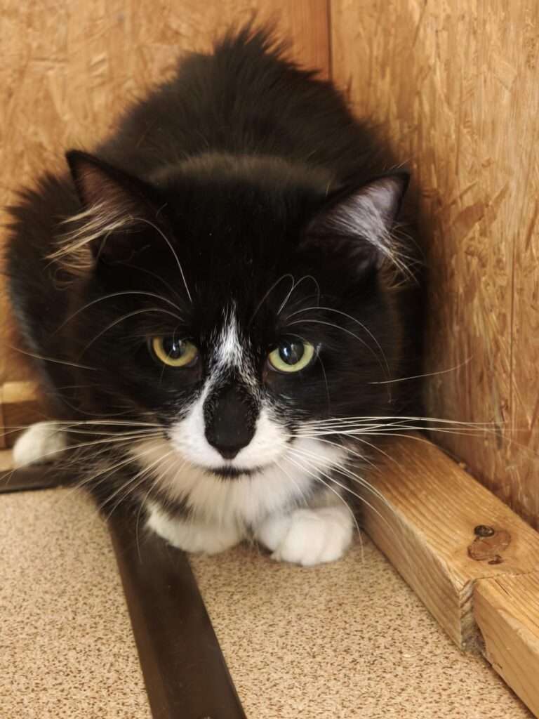 Püschel_110_26 (2) Katze Püschel Zuhause gesucht Tierheim Hoffnung für Tiere