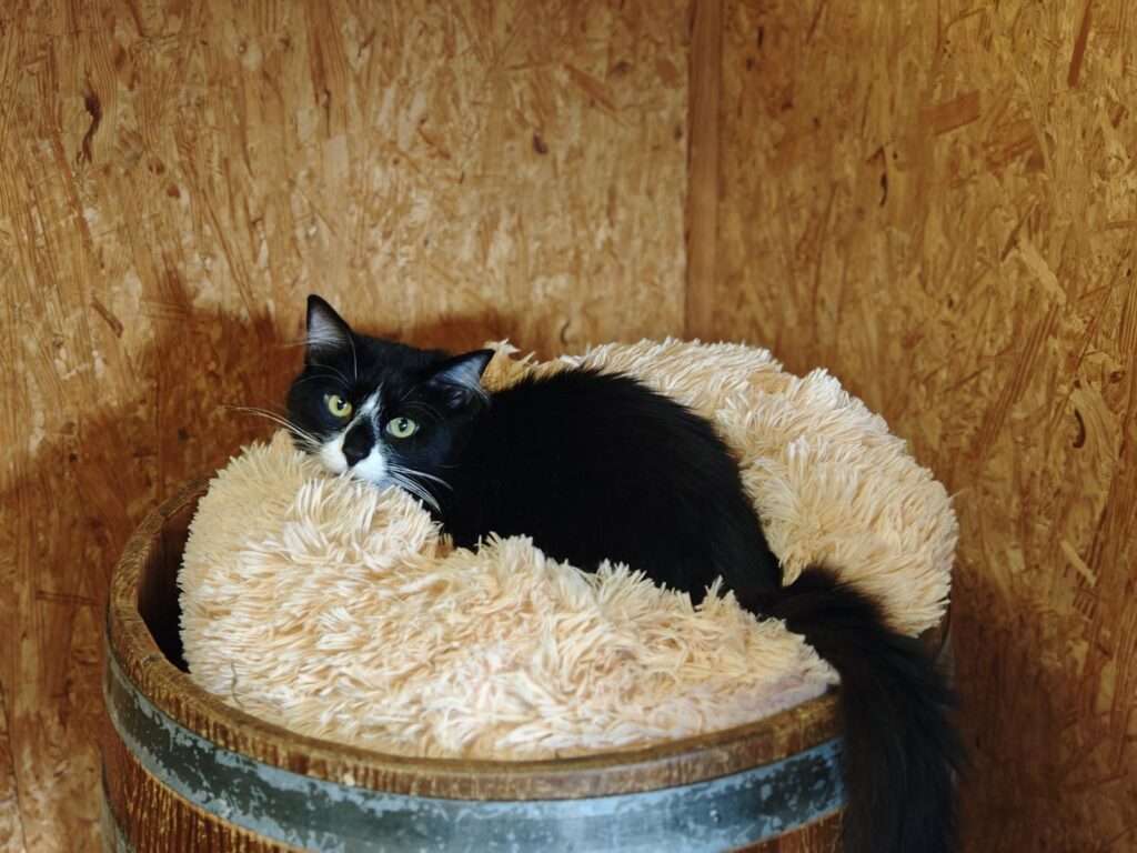 Püschel_110_26 (4) Katze Püschel Zuhause gesucht Tierheim Hoffnung für Tiere