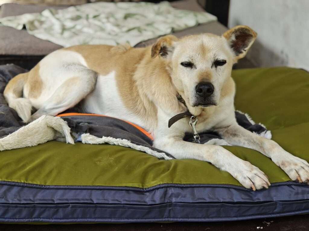 Hund Quentin Zuhause gesucht Tierheim Hoffnung für Tiere