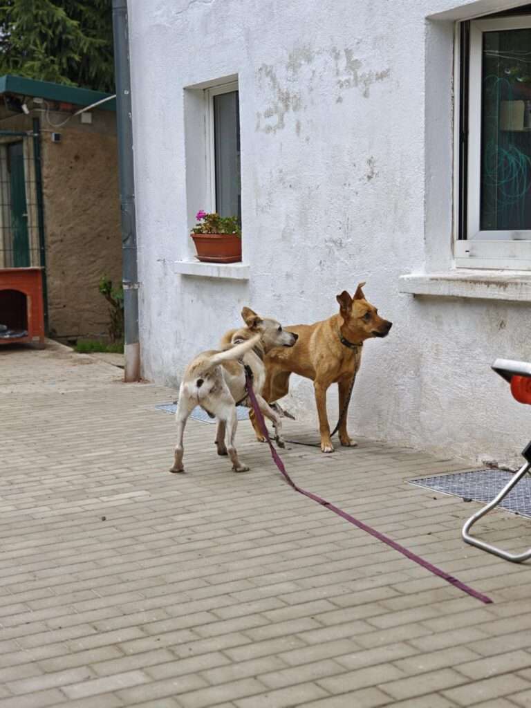 Hund Quentin Zuhause gesucht Tierheim Hoffnung für Tiere