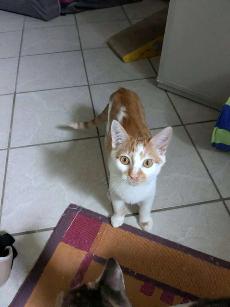 Ingo Katze Ingo Zuhause gesucht Tierheim Hoffnung für Tiere