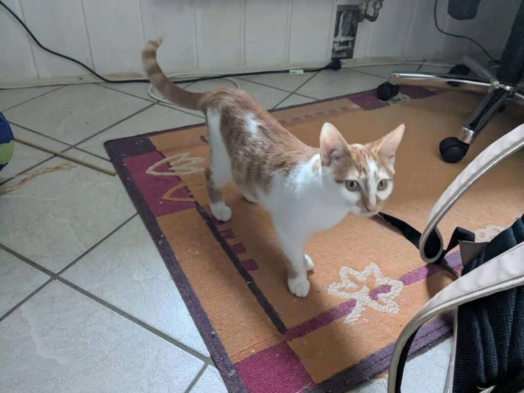 Ingo Katze Ingo Zuhause gesucht Tierheim Hoffnung für Tiere