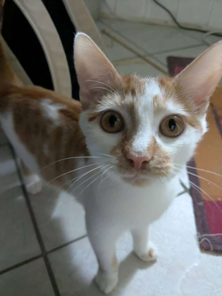 Ingo Katze Ingo Zuhause gesucht Tierheim Hoffnung für Tiere