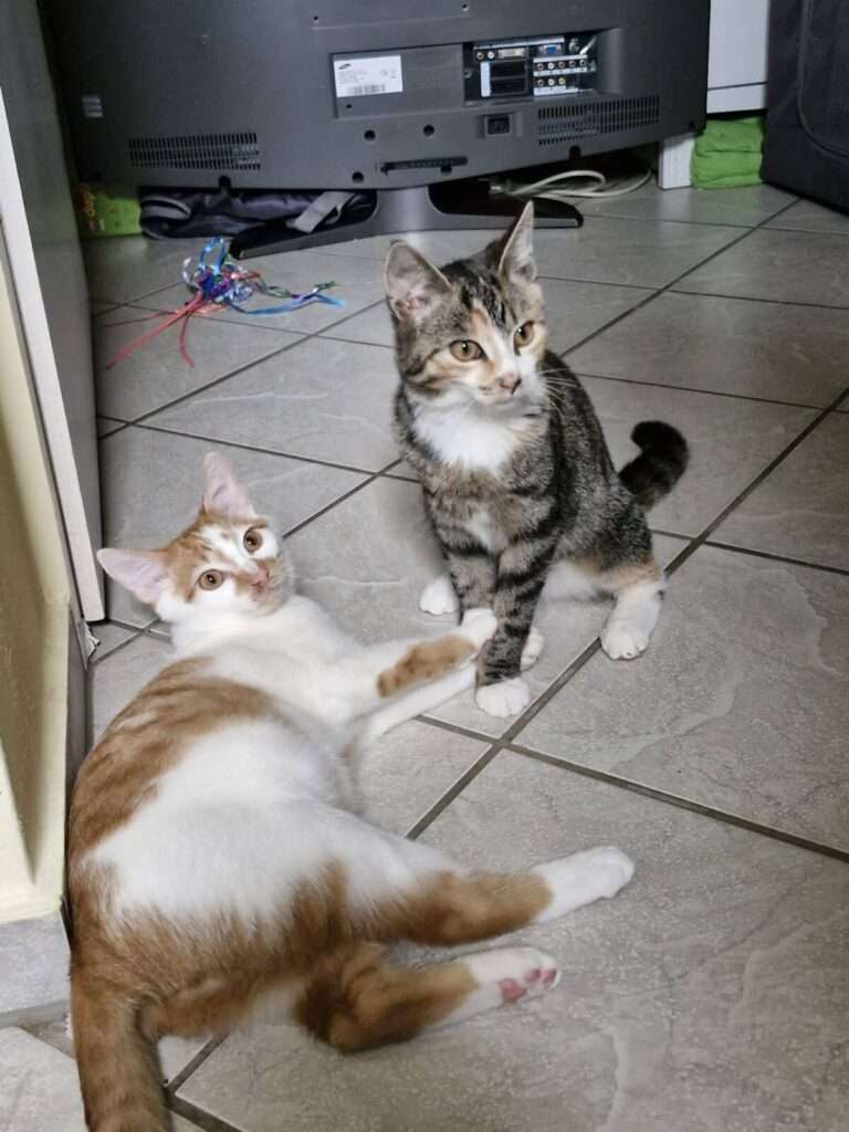 Ingo und Inga Katze Ingo Zuhause gesucht Tierheim Hoffnung für Tiere