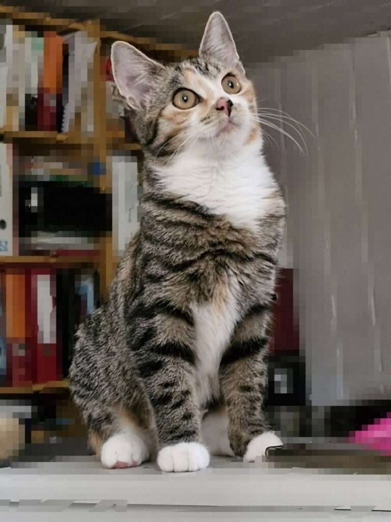Katze Inga Zuhause gesucht Tierheim Hoffnung für Tiere