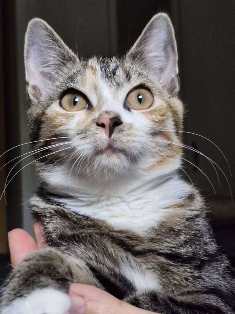Katze Inga Zuhause gesucht Tierheim Hoffnung für Tiere