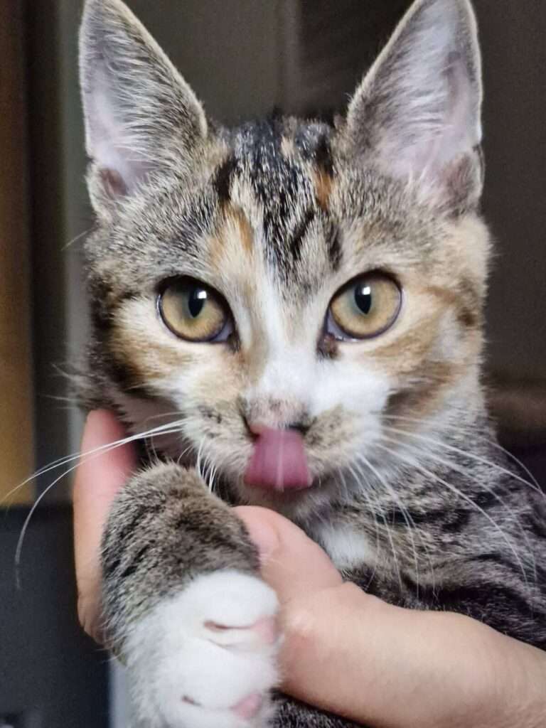 Katze Inga Zuhause gesucht Tierheim Hoffnung für Tiere