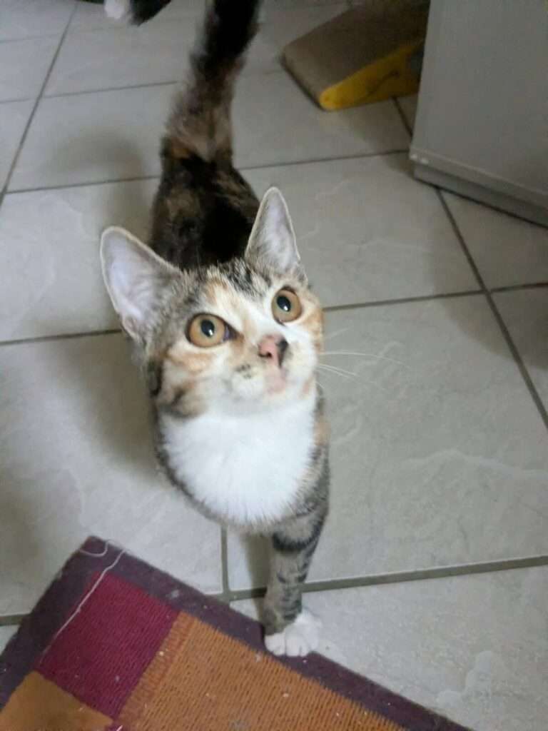 Katze Inga Zuhause gesucht Tierheim Hoffnung für Tiere
