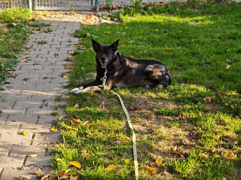Trinity Hund Trinity Zuhause gesucht Tierheim Hoffnung für Tiere