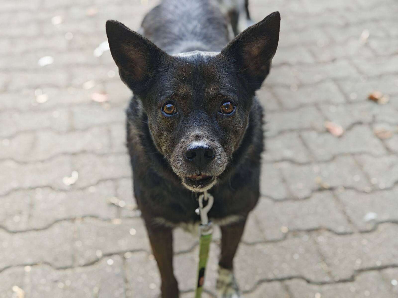 Hund Trinity Zuhause gesucht Tierheim Hoffnung für Tiere