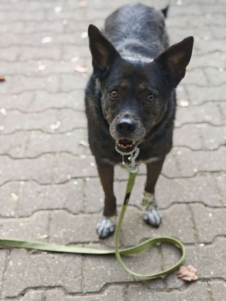 Trinity Hund Trinity Zuhause gesucht Tierheim Hoffnung für Tiere