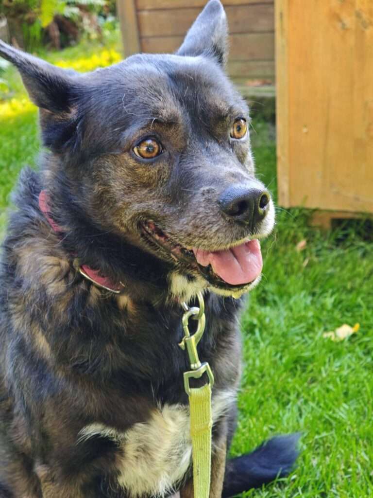 Trinity Hund Trinity Zuhause gesucht Tierheim Hoffnung für Tiere
