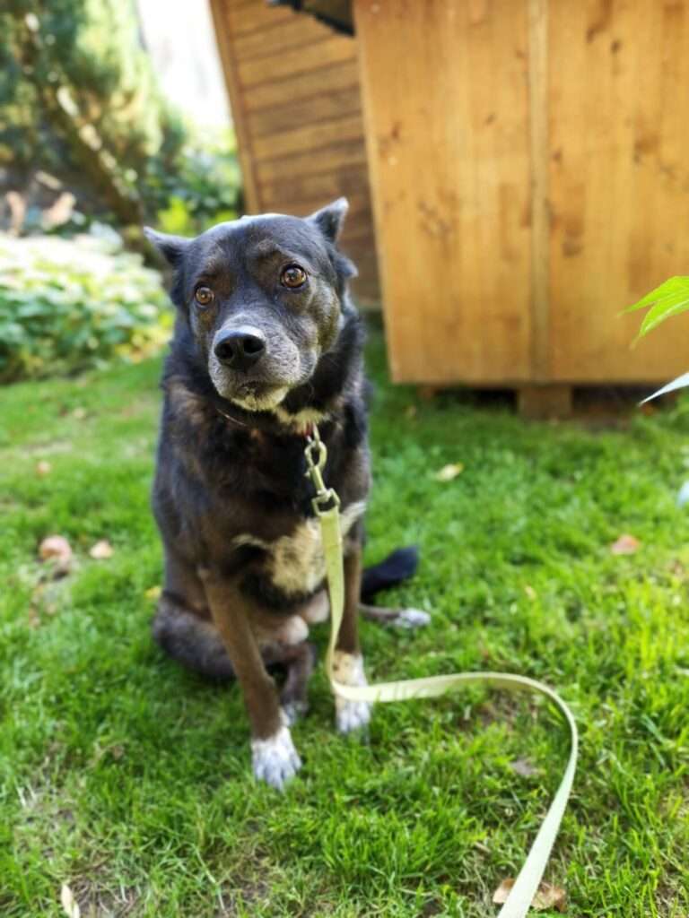 Trinity Hund Trinity Zuhause gesucht Tierheim Hoffnung für Tiere