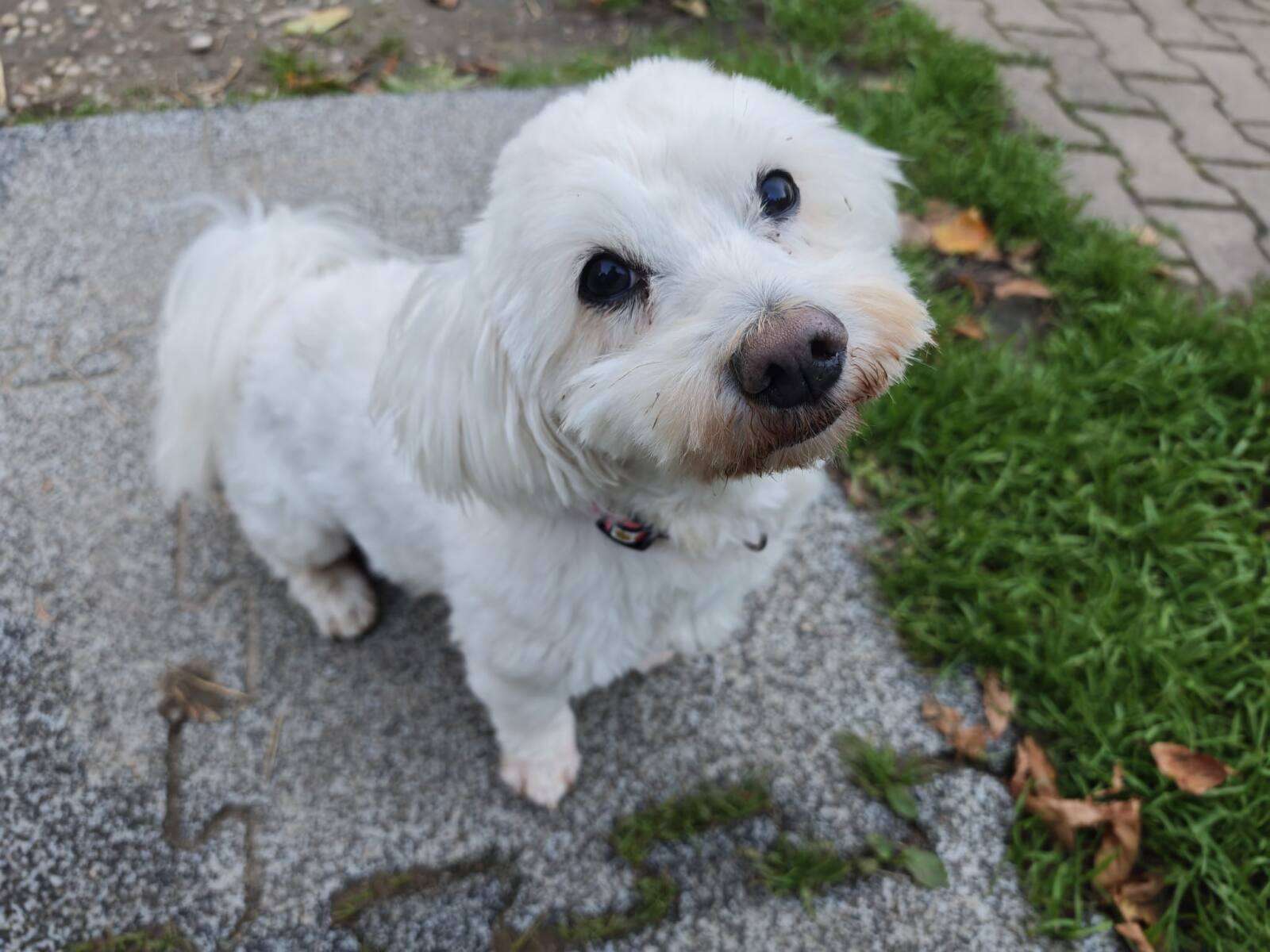 Hund Nico Zuhause gesucht Tierheim Hoffnung für Tiere