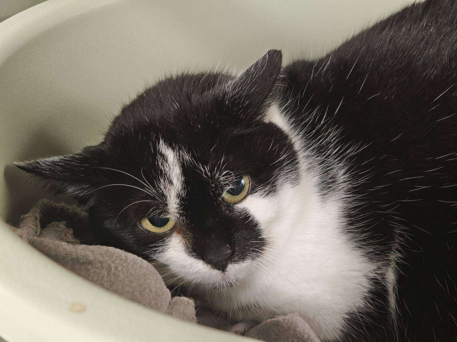 Katze Nova Zuhause gesucht Tierheim Hoffnung für Tiere