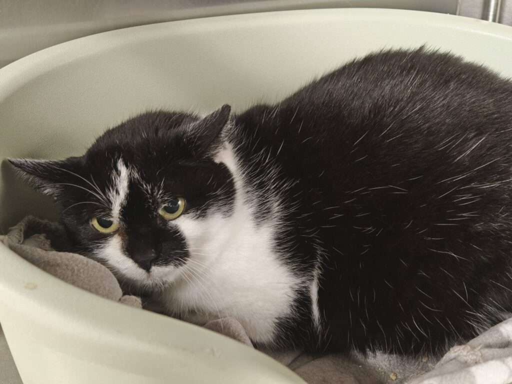 Nova Katze Nova Zuhause gesucht Tierheim Hoffnung für Tiere