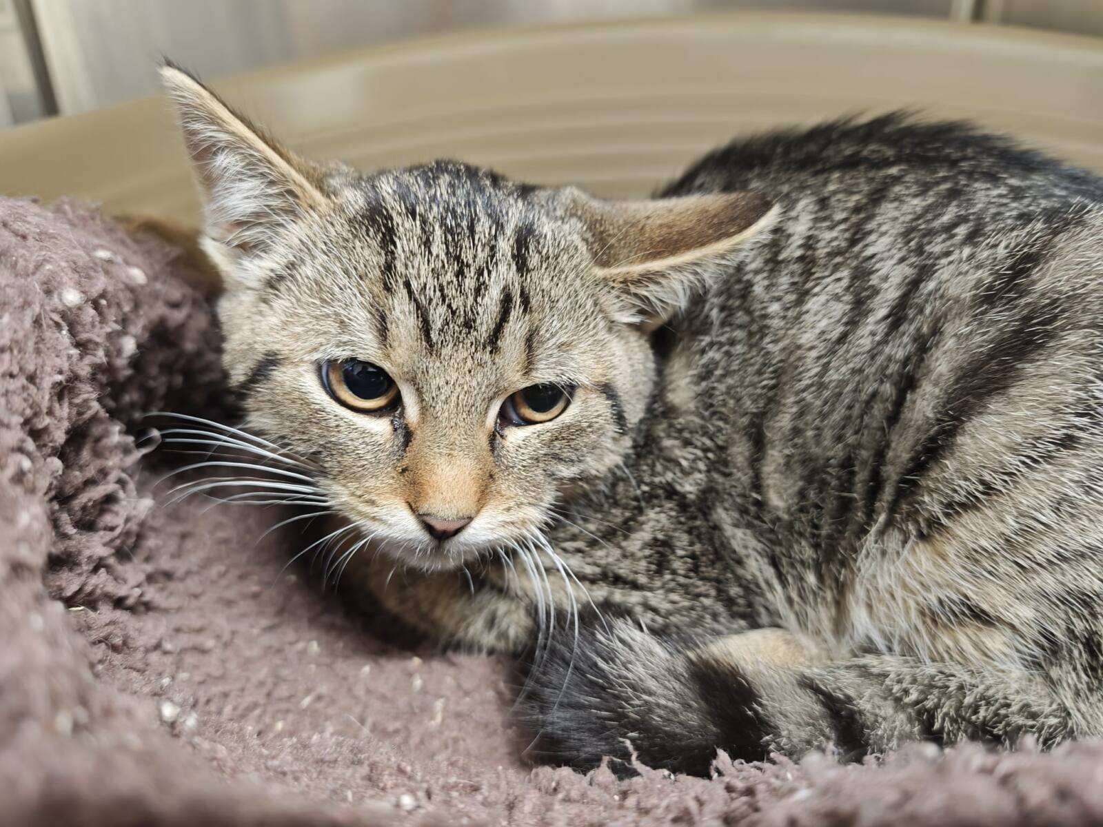 Katzenkind Tierheim Hoffnung für Tiere